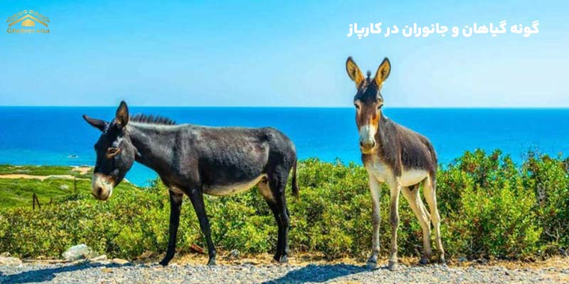 گیاهان و جانوان کارپاز قبرس شمالی